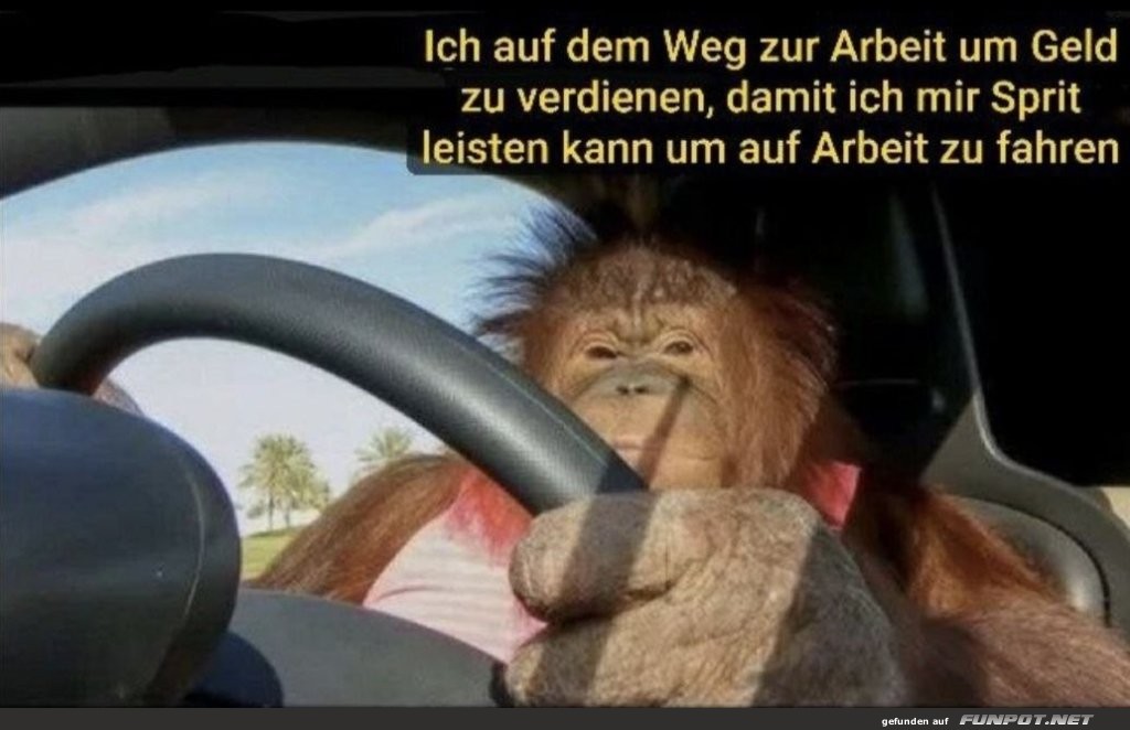 Orang-Utan auf dem Pendel-Chaos