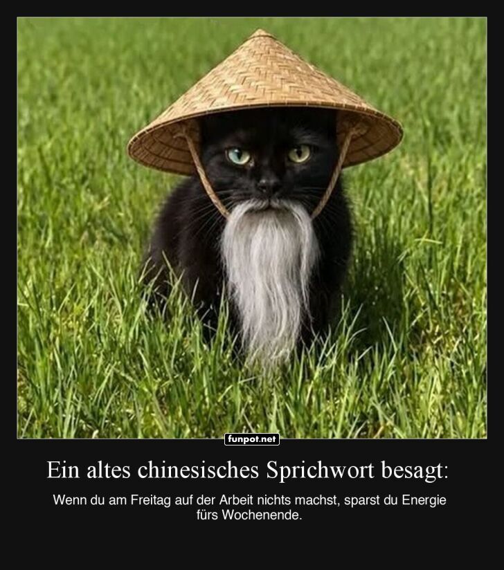 Zen-Meister auf vier Pfoten Zen-Meister auf vier Pfoten