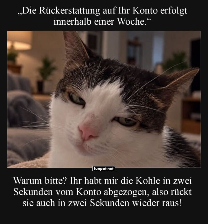 Katzenlogik: Blitzschnelle Rückzahlung bitte! Katzenlogik: Blitzschnelle Rückzahlung bitte!