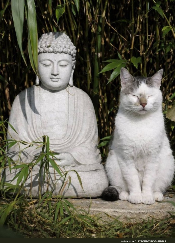 Zen-Meditation: Katze und Buddha Edition