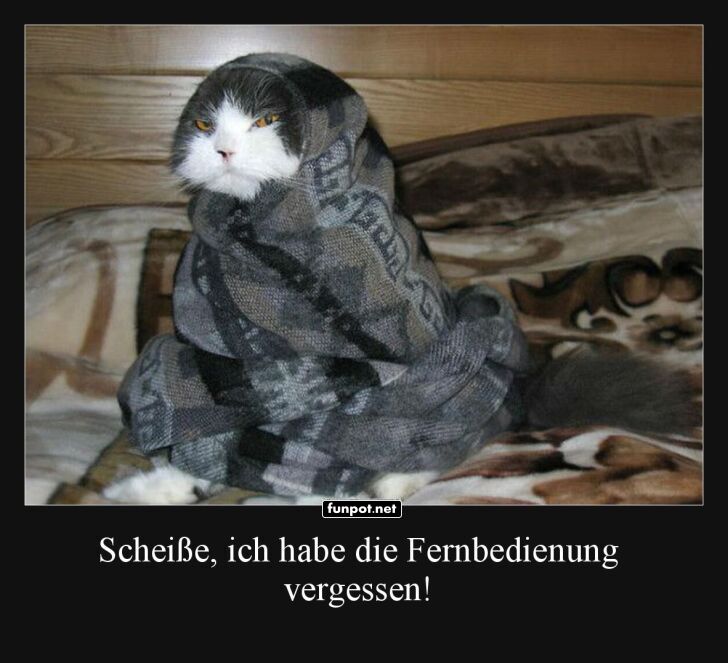 Katzen-TV ohne Fernbedienung