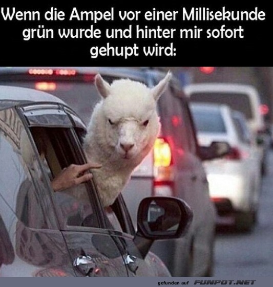 Wenn Lamas Autofahren lernen