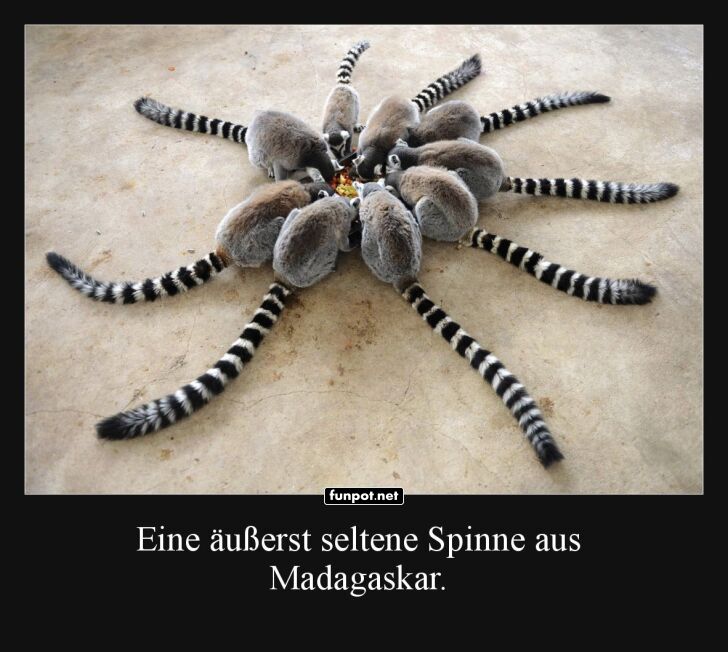 Madagaskars neue Zirkusattraktion Madagaskars neue Zirkusattraktion