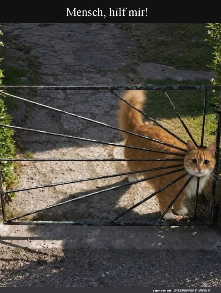 Gatepurrty: Katzen-Kunstwerk in Eisen!