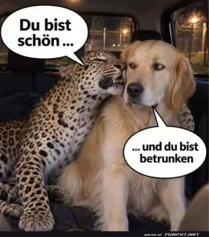Wenn einen Leoparden Komplimente �berfordern