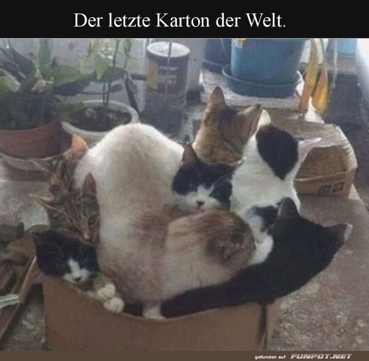 Katzenkuscheln im Kartonchaos