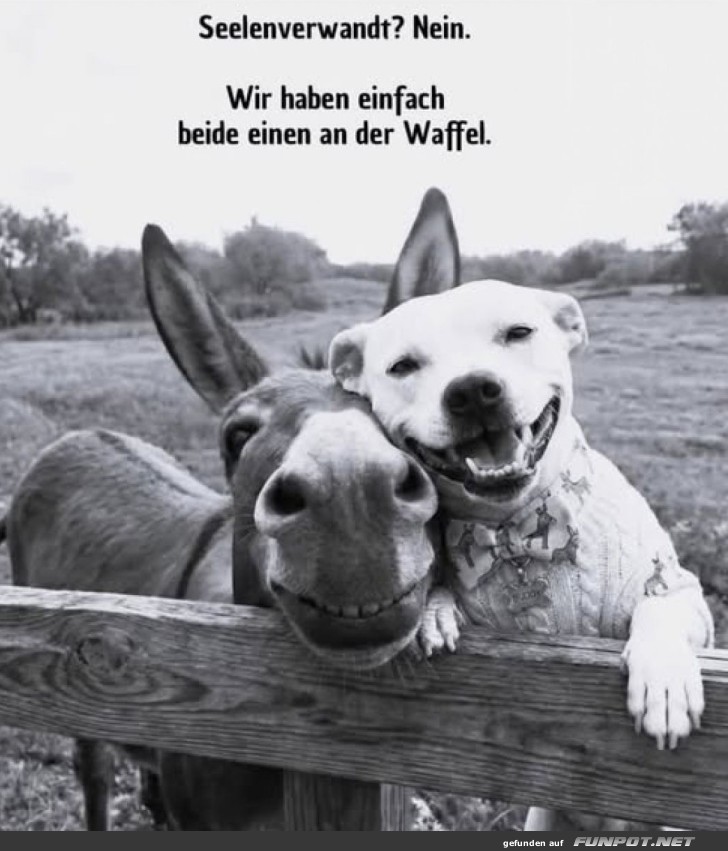 Tierisches Lachen: Donkey & Dog Edition