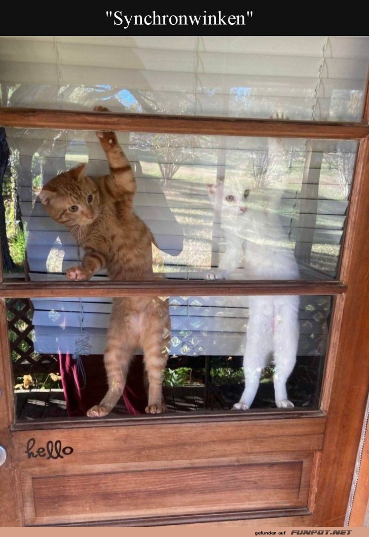 Katzenballett am Fenster