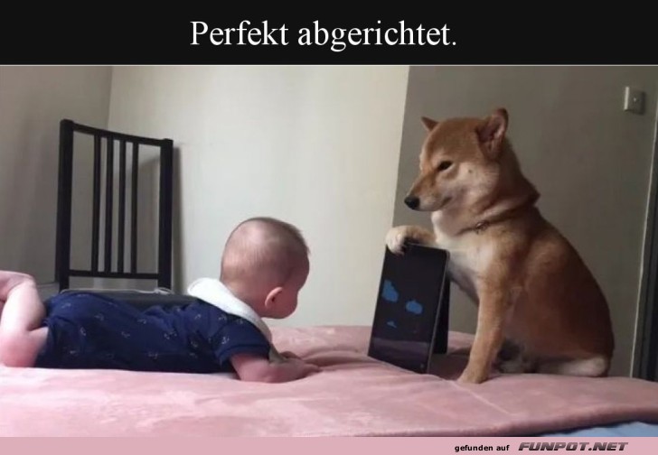 Baby-TV: Hundelehrer im Einsatz!