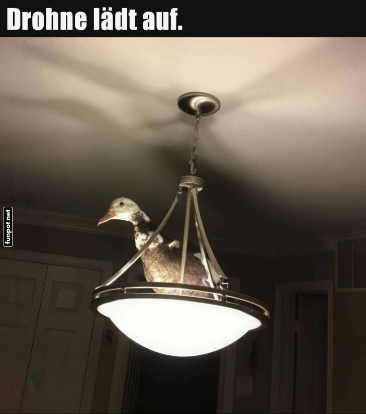 Entenspaß: Lampe oder Landeplatz? Entenspaß: Lampe oder Landeplatz?