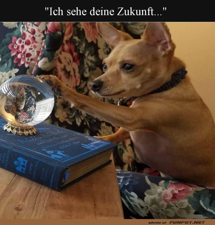 Der mystische Hund orakelt!