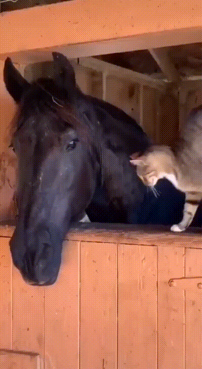 Katze und Pferd Katze und Pferd