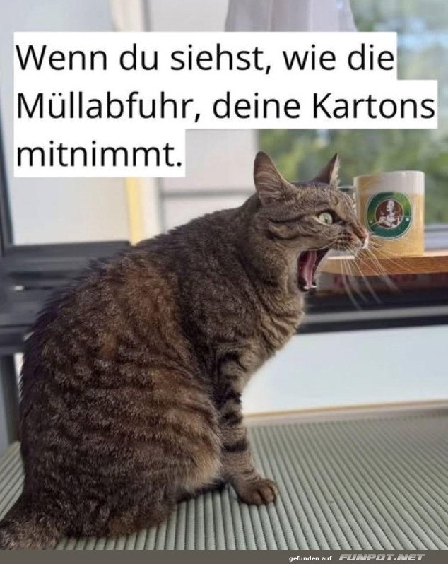 Karton-Katastrophe: M�llabfuhr schockiert Kater!