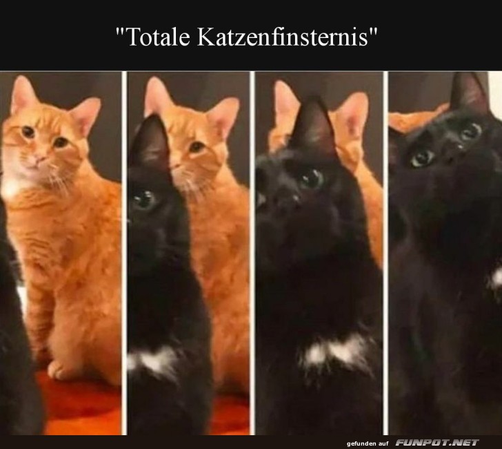 Eine Pfoten-Sonnenfinsternis