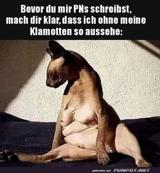Wenn Hunde ohne Klamotten chillen