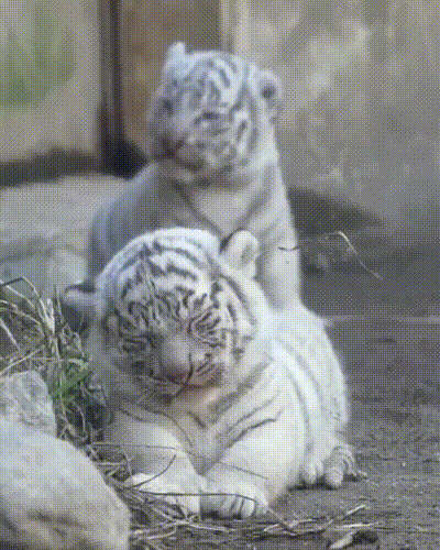 Wei�e Tiger