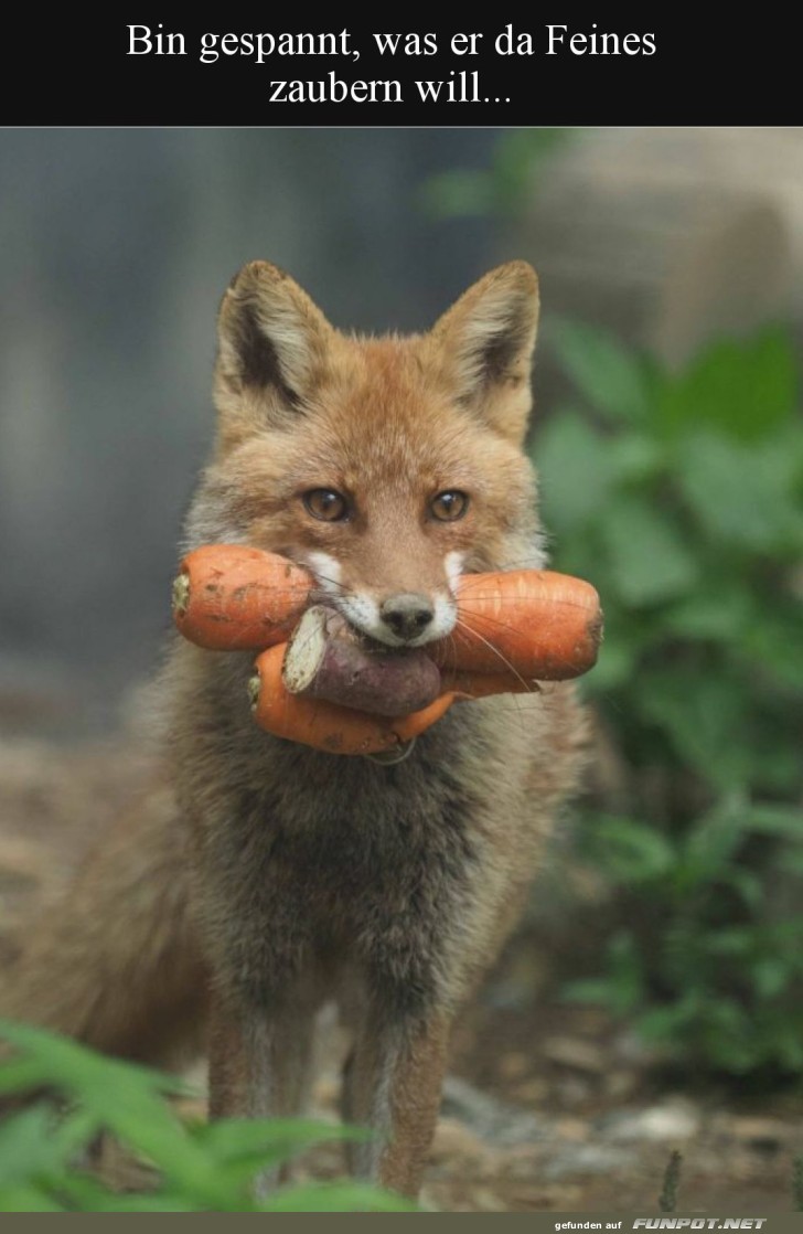 Fuchs als Koch: Neue Karottenkreation?