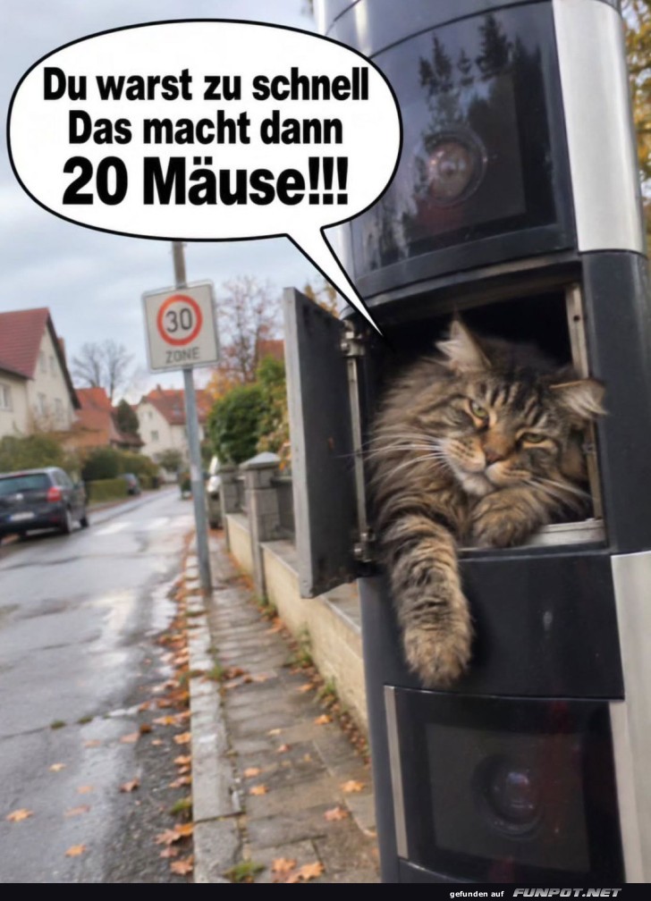 Katzen-Radar: Blitzschnell geblitzt!