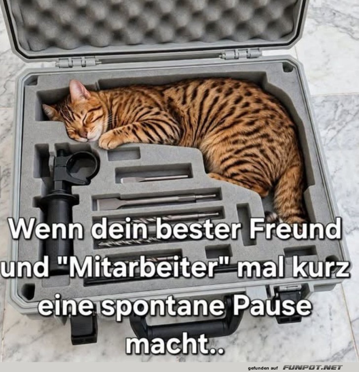 Katzentaxi: Schnurrende Fracht an Bord!