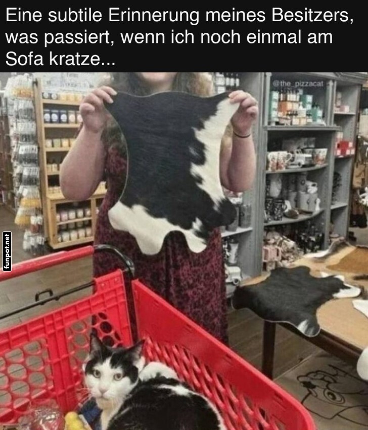 Katzenalarm im Möbelhaus! Katzenalarm im Möbelhaus!
