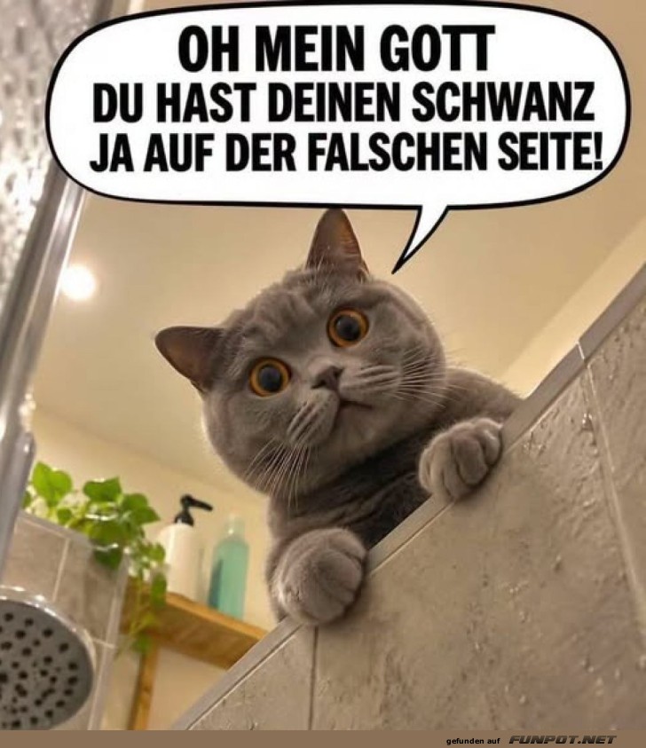 Katzenkrise: Verwirrung im Badezimmer!