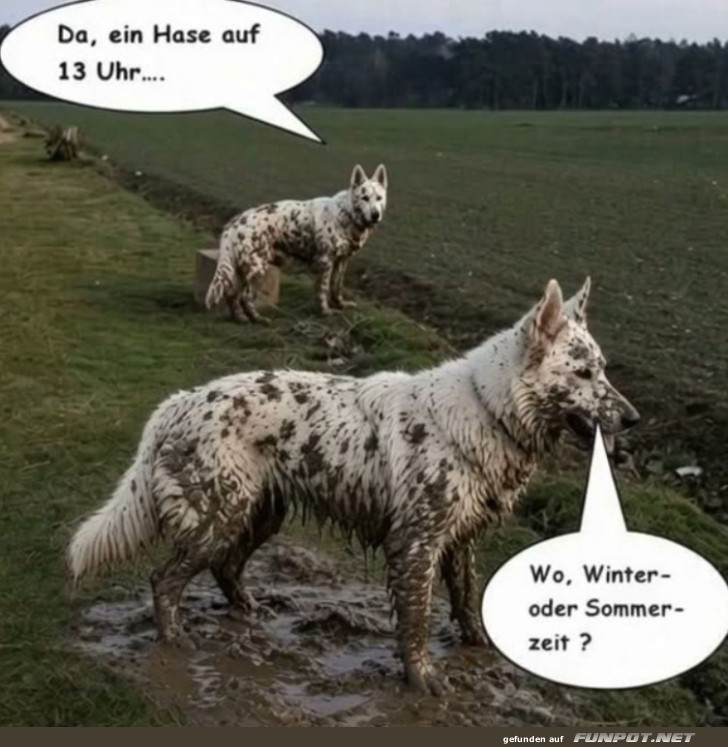 Zeitumstellung für Hunde