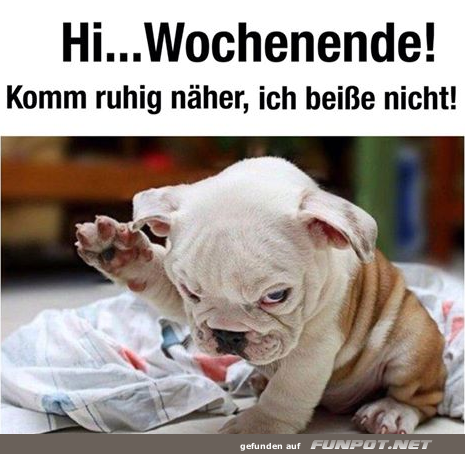 Freitagsgef�hle auf vier Pfoten!