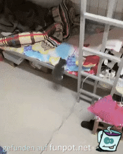 S��e kleine Katze