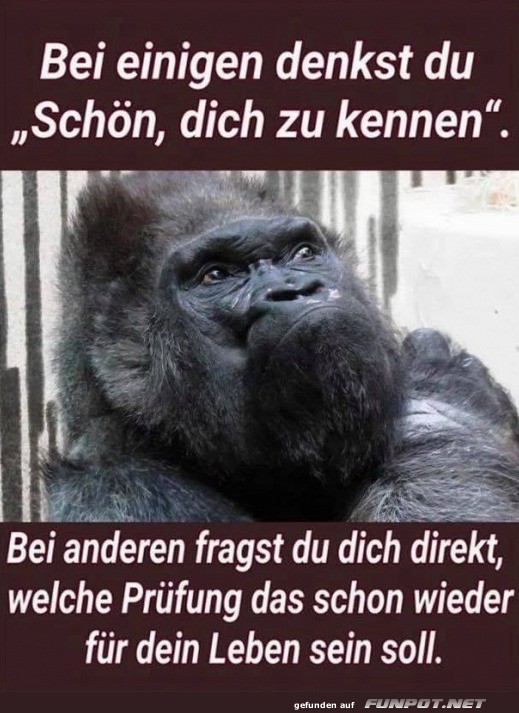 Gorilla-Grübeleien über Menschen