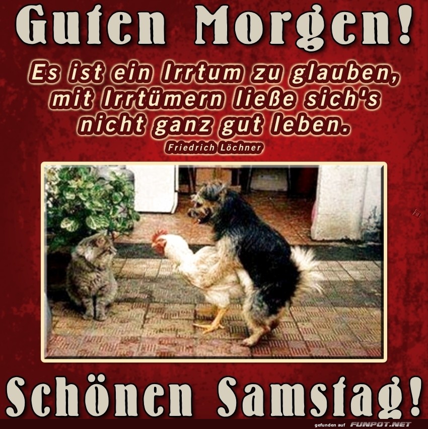 Wenn Huhn, Hund und Katze die Lage besprechen