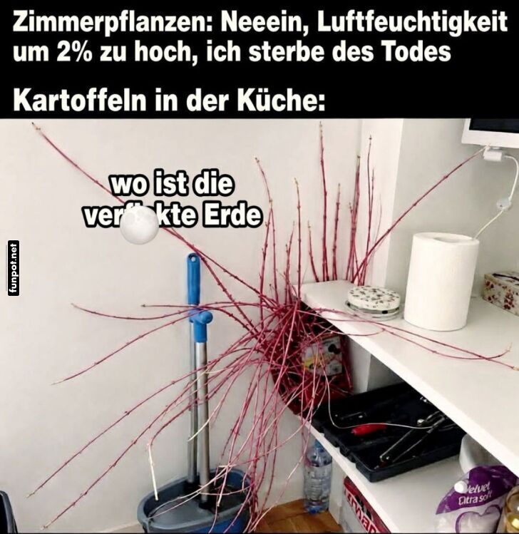 Kartoffeln erobern die K�che!
