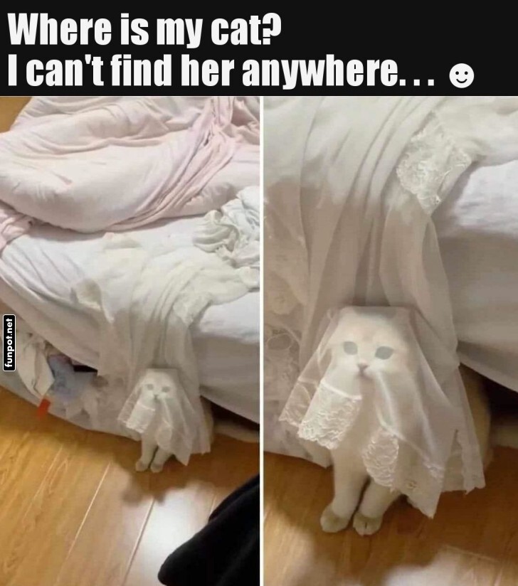 Spooky Cat Camouflage! Spooky Cat Camouflage!