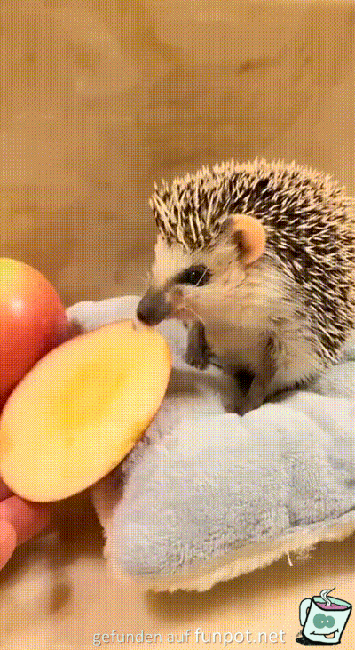 Niedlicher Igel
