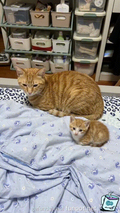 Liebe Katzenmama