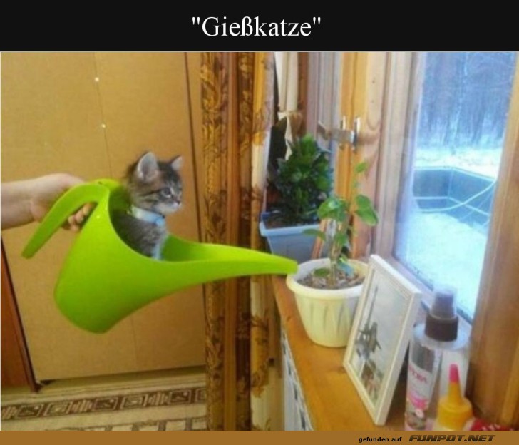 Innovative Pflanzenpflege: Katze inklusive!