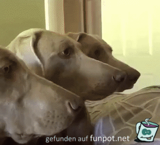 Drei Hunde be�ugen eine Katze