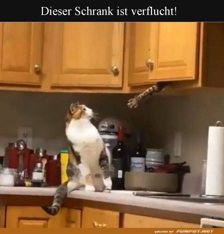 Katzengeister im K�chenschrank!