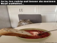Katze guckt b�se