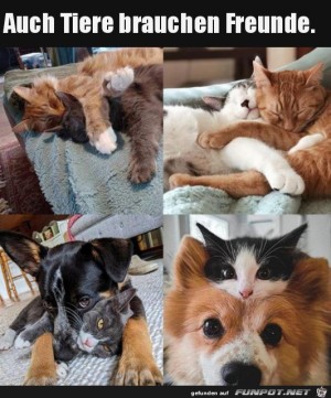 Tierische-Freunde.jpg auf www.funpot.net