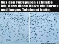 Katze hat lange telefoniert