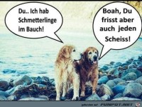Schmetterlinge
