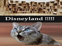 Katzenparadies mit Pappkartons