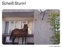 Pferd auf Balkon w�hrend eines Sturms