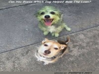 Gr�nes Fell und freche Grinser