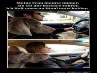 Wenn der Hund den Fahrer w�hlt
