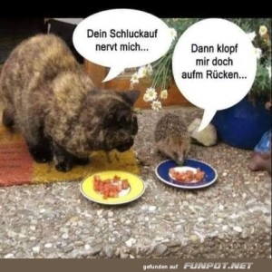 Schluckauf-Duell-am-Futtertisch.jpg von Brenda22