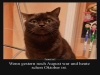 Katzenkalender: Zeiten verfliegen!