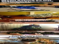 Katzen und der Weihnachtsbaum