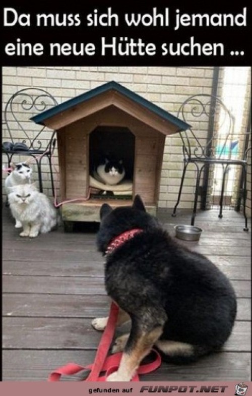 Hundehütte-ist-besetzt.jpg auf www.funpot.net