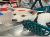 Gezahlt-Kleber auf Hund